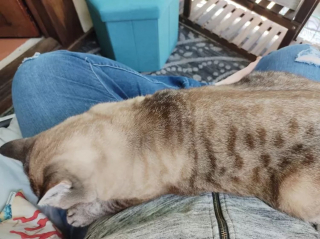 Illustration de l'article : 15 photos de chats qui n'avaient pas l'habitude de se mettre sur les genoux de leur humain et qui l'ont fait pour la première fois