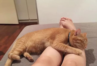 Illustration de l'article : 15 photos de chats qui n'avaient pas l'habitude de se mettre sur les genoux de leur humain et qui l'ont fait pour la première fois