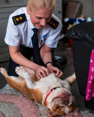 Illustration de l'article : La belle transformation de cette chienne maltraitée un an après son sauvetage