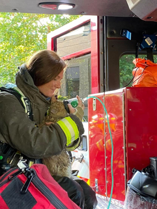 Illustration de l'article : En intervenant dans une habitation en feu, les pompiers découvrent un chat terrifié et respirant péniblement