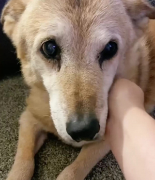 Illustration de l'article : Après avoir vécu 14 ans en refuge et 2 adoptions ratées, ce chien sénior découvre enfin l'amour et le confort