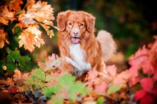 Illustration de l'article : 18 photos de chiens sublimes, réalisées par une artiste passionnée par l'univers canin