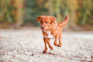 Illustration de l'article : 18 photos de chiens sublimes, réalisées par une artiste passionnée par l'univers canin