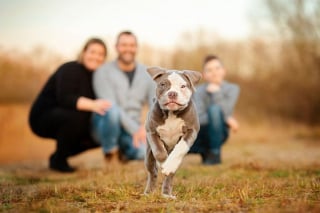 Illustration de l'article : 18 photos de chiens sublimes, réalisées par une artiste passionnée par l'univers canin