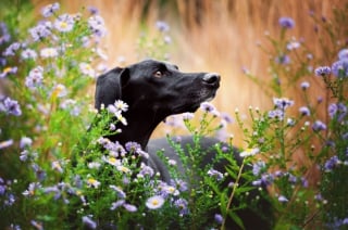 Illustration de l'article : 18 photos de chiens sublimes, réalisées par une artiste passionnée par l'univers canin