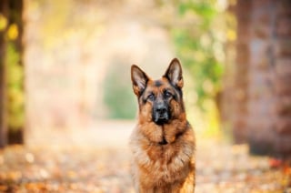 Illustration de l'article : 18 photos de chiens sublimes, réalisées par une artiste passionnée par l'univers canin