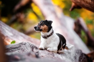 Illustration de l'article : 18 photos de chiens sublimes, réalisées par une artiste passionnée par l'univers canin