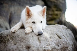 Illustration de l'article : 18 photos de chiens sublimes, réalisées par une artiste passionnée par l'univers canin