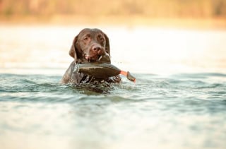 Illustration de l'article : 18 photos de chiens sublimes, réalisées par une artiste passionnée par l'univers canin