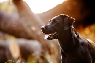 Illustration de l'article : 18 photos de chiens sublimes, réalisées par une artiste passionnée par l'univers canin