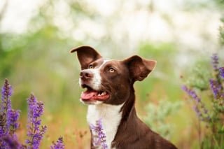 Illustration de l'article : 18 photos de chiens sublimes, réalisées par une artiste passionnée par l'univers canin