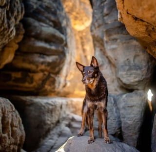 Illustration de l'article : 18 photos de chiens sublimes, réalisées par une artiste passionnée par l'univers canin