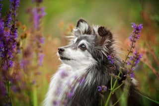 Illustration de l'article : 18 photos de chiens sublimes, réalisées par une artiste passionnée par l'univers canin