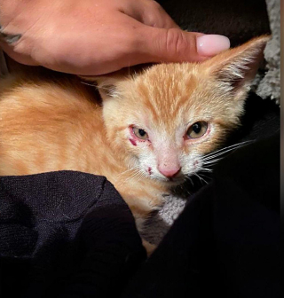 Illustration de l'article : Un chaton jeté sans ménagement d’une voiture en marche et sauvé in extremis par une bonne samaritaine se bat pour la vie