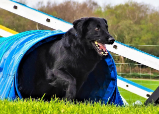 Illustration de l'article : Les vétérinaires ne lui donnaient plus longtemps à vivre, mais ce chien a déjoué leurs pronostics et excelle en agility 