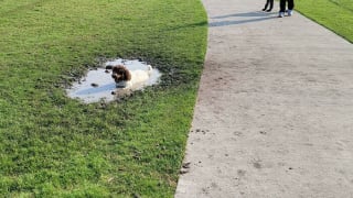 Illustration de l'article : 20 photos de chiens qui amènent à se demander ce qui ne tourne pas rond chez eux