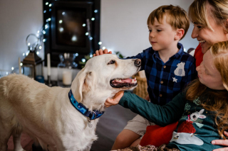 Illustration de l'article : Une chienne enceinte et souffrante est retrouvée dans un champ, avant de connaître un destin fabuleux (vidéo)