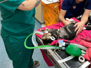 Illustration de l'article : Opération millimétrée pour sauver Biscuit, un chaton qui s’est empalé sur un porte plante en métal