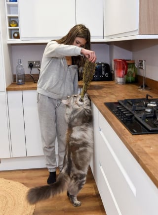 Illustration de l'article : Ce Maine Coon en pleine croissance est déjà si grand qu’il a des chances de devenir le plus grand chat du monde !