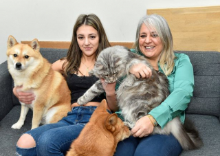 Illustration de l'article : Ce Maine Coon en pleine croissance est déjà si grand qu’il a des chances de devenir le plus grand chat du monde !