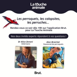 Illustration de l'article : Les oiseaux à bec crochu, vedettes du 15e épisode de "La Touche Animale"