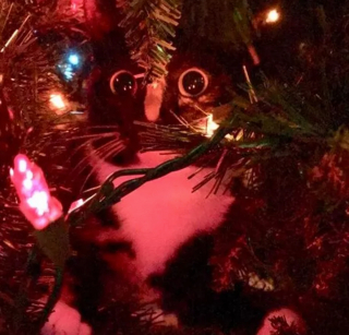 Illustration de l'article : 16 photos de chats qui n'ont pas pu résister à l'envie d'attaquer le sapin de Noël