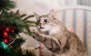 Illustration de l'article : 16 photos de chats qui n'ont pas pu résister à l'envie d'attaquer le sapin de Noël