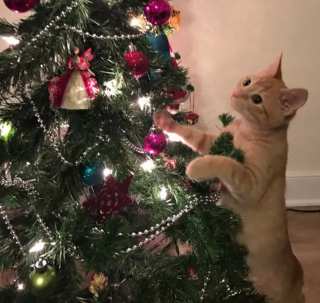 Illustration de l'article : 16 photos de chats qui n'ont pas pu résister à l'envie d'attaquer le sapin de Noël