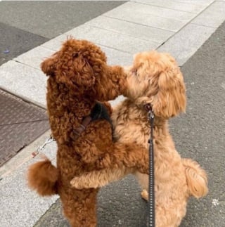 Illustration de l'article : Ces 19 photos sont autant de preuves irréfutables de la gaieté que nous apportent les chiens au quotidien