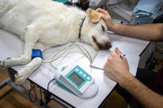 Illustration de l'article : Comparer rapidement les offres d'assurance pour son chien : sur quels critères se baser ?