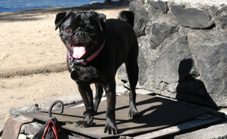 Illustration de l'article : Un chien tombe dans une eau à 10 degrés, un agent portuaire le voit et se met en danger pour le secourir