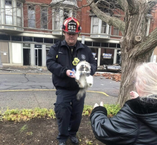 Illustration de l'article : "J'ai entendu un miaou" : le sauvetage inespéré d'une chatte cachée dans un immeuble ravagé par les flammes