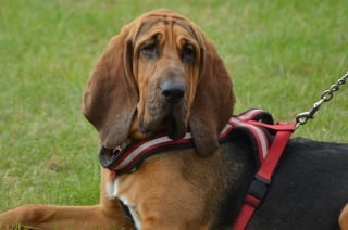 Illustration de l'article : Un chien puis son maître se perdent en montagne, les gendarmes déploient les grands moyens pour les secourir