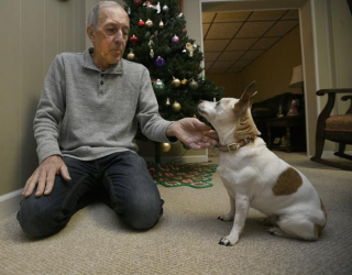 Illustration de l'article : L'héroïne du jour : une chienne sénior aveugle sauve la vie de son maître pris d'un malaise