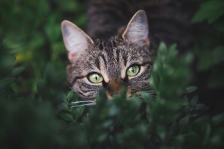 Illustration de l'article : "C'est mon cadeau de Noël" : le retour inespéré d'un chat recherché par sa famille depuis 6 mois