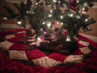 Illustration de l'article : 10 photos de chats prouvant qu'ils fêtent Noël eux aussi, mais à leur manière