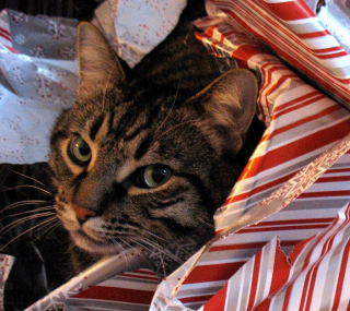 Illustration de l'article : 10 photos de chats prouvant qu'ils fêtent Noël eux aussi, mais à leur manière