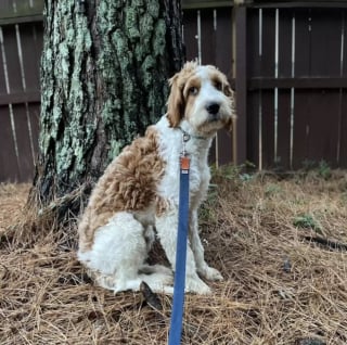 Illustration de l'article : Ce chien, abandonné dans les bois, est si terrifié qu’il donne du fil à retordre à ses sauveteurs