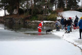 Illustration de l'article : Un chien en mauvaise posture est secouru par le père Noël en personne (vidéo)