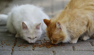 Illustration de l'article : 2 femmes se retrouvent devant la justice pour avoir nourri des chats errants