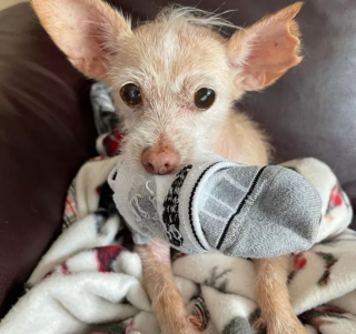 Illustration de l'article : 18 photos de chiens et de chats facétieux dont la spécialité est le vol de chaussettes