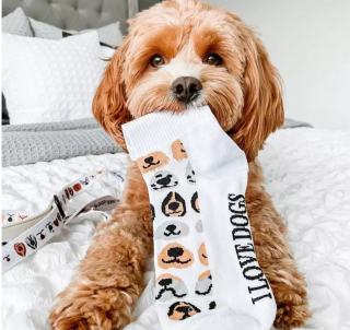 Illustration de l'article : 18 photos de chiens et de chats facétieux dont la spécialité est le vol de chaussettes