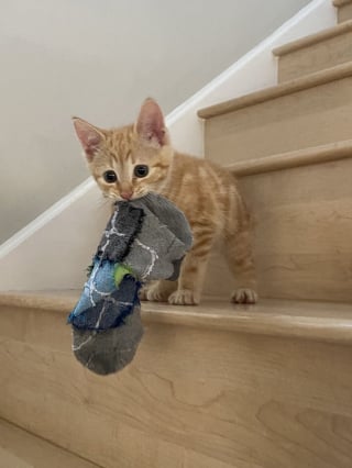 Illustration de l'article : 18 photos de chiens et de chats facétieux dont la spécialité est le vol de chaussettes