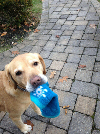 Illustration de l'article : 18 photos de chiens et de chats facétieux dont la spécialité est le vol de chaussettes