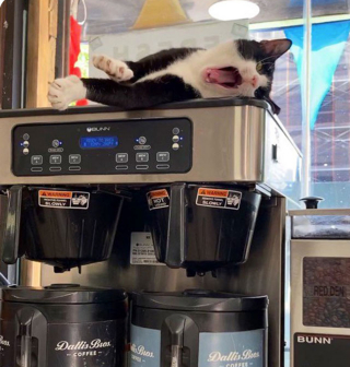 Illustration de l'article : 20 photos de chats "commerçants" qui préfèrent se prélasser sur les étalages plutôt que de tenir la boutique