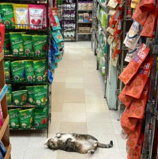 Illustration de l'article : 20 photos de chats "commerçants" qui préfèrent se prélasser sur les étalages plutôt que de tenir la boutique