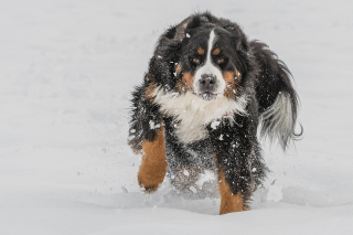 Illustration de l'article : 20 photos de chiens que la neige rend totalement fous de joie