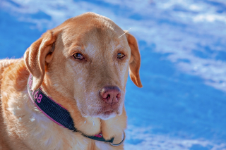 Illustration de l'article : 20 photos de chiens que la neige rend totalement fous de joie