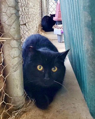 Illustration de l'article : Une maman chat et son chaton se retrouvent dans un refuge après des semaines de séparation