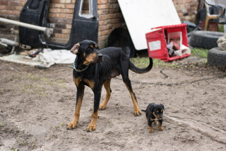 Illustration de l'article : 10 chiens émaciés, 9 chiots et un chaton sont retrouvés dans une maison délabrée par un groupe de sauveteurs